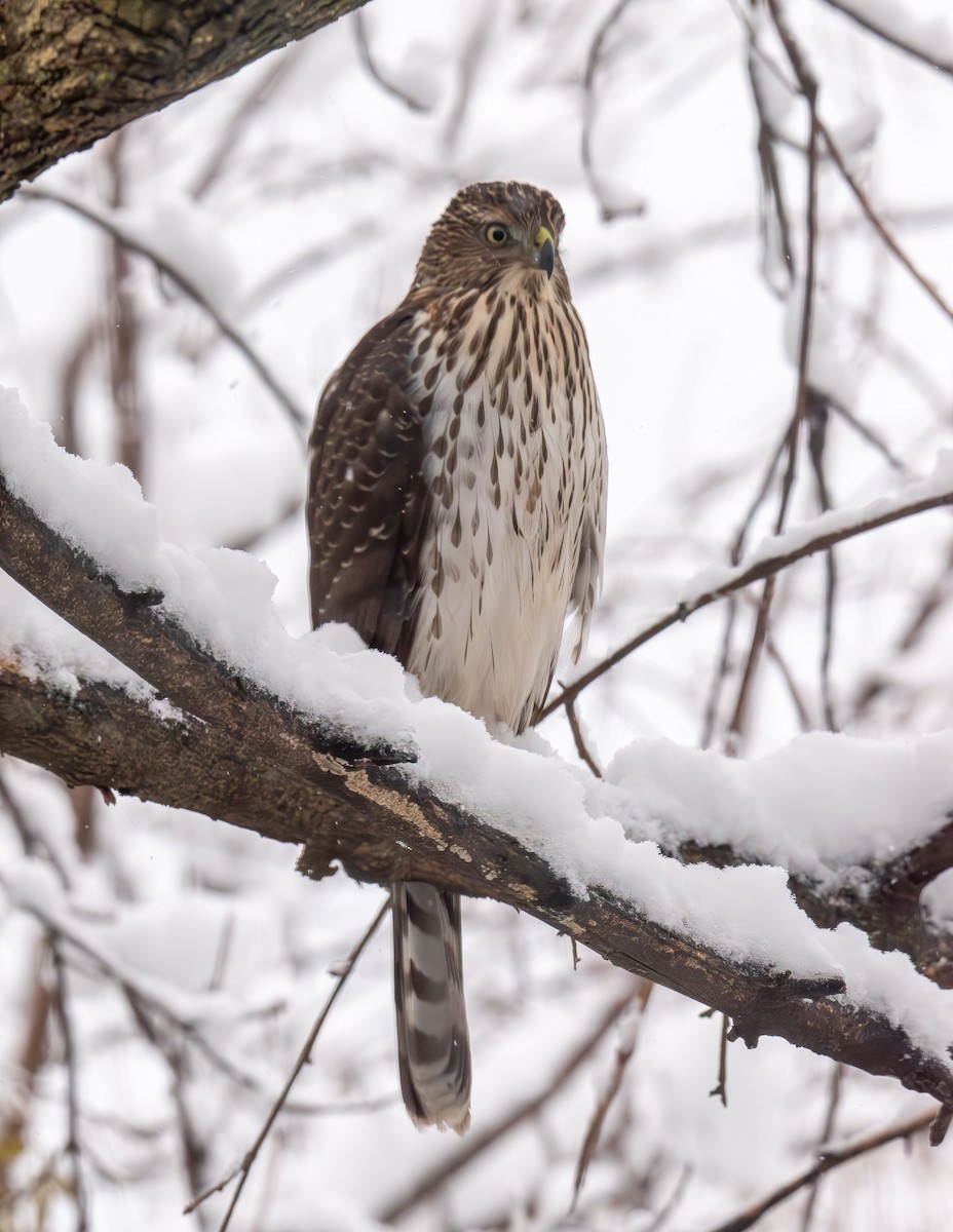 Cooper's Hawk - ML646943347