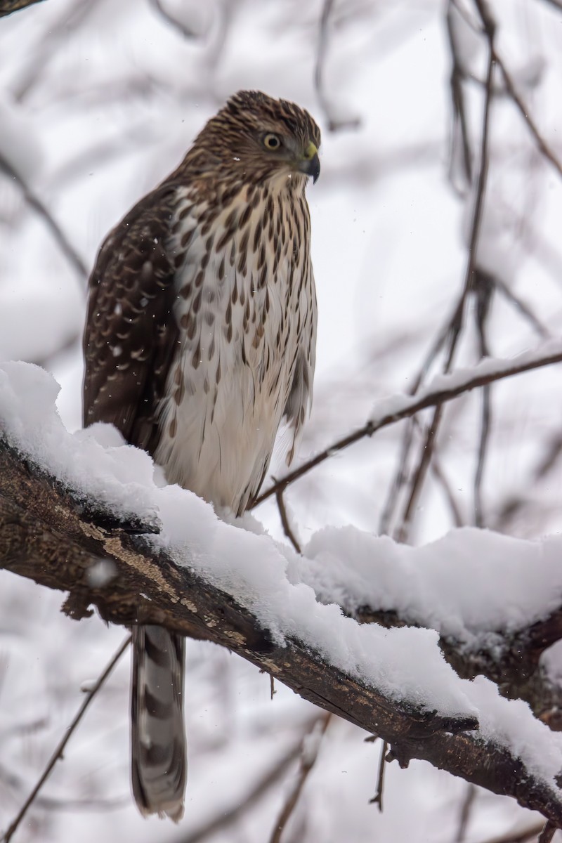 Cooper's Hawk - ML646943348