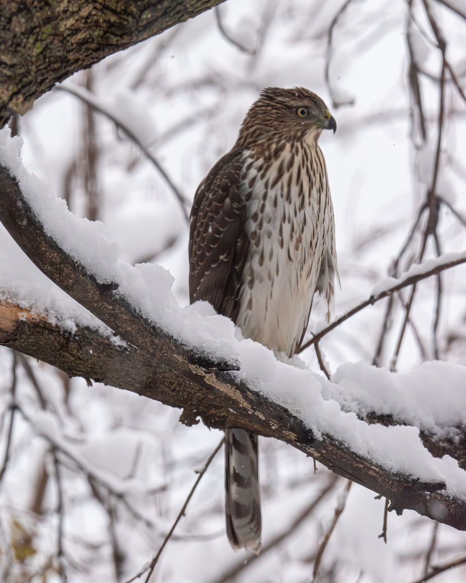 Cooper's Hawk - ML646943349
