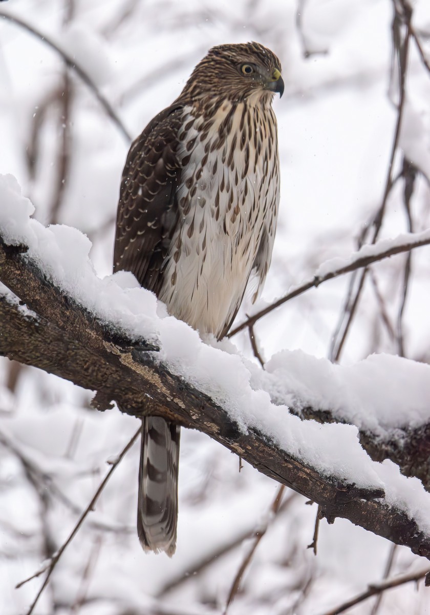 Cooper's Hawk - ML646943351