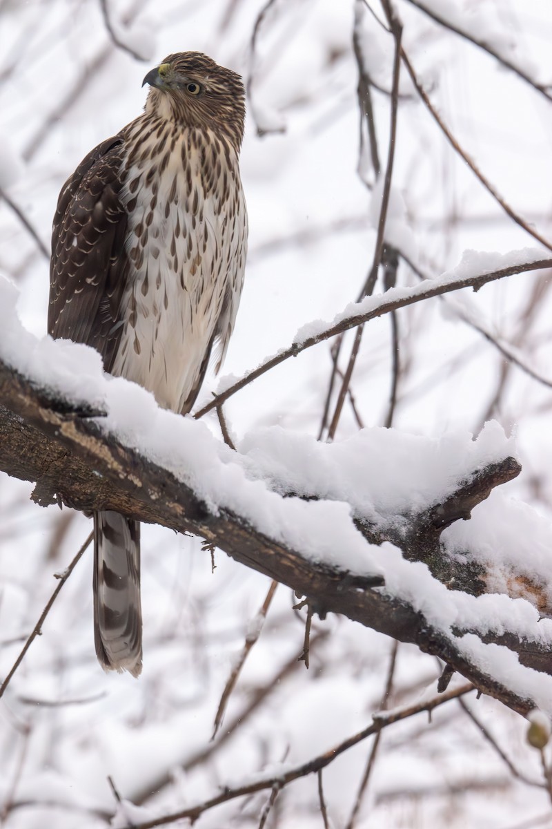 Cooper's Hawk - ML646943353