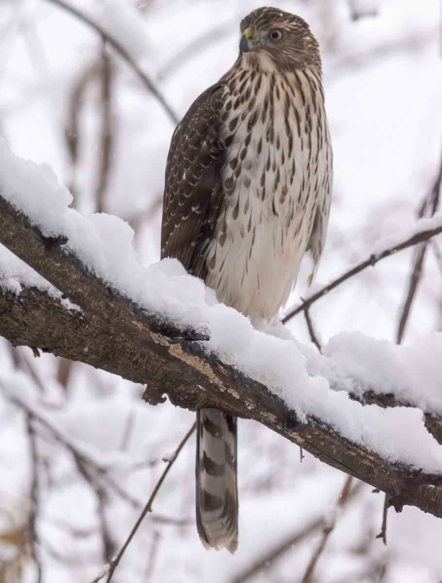 Cooper's Hawk - ML646943354