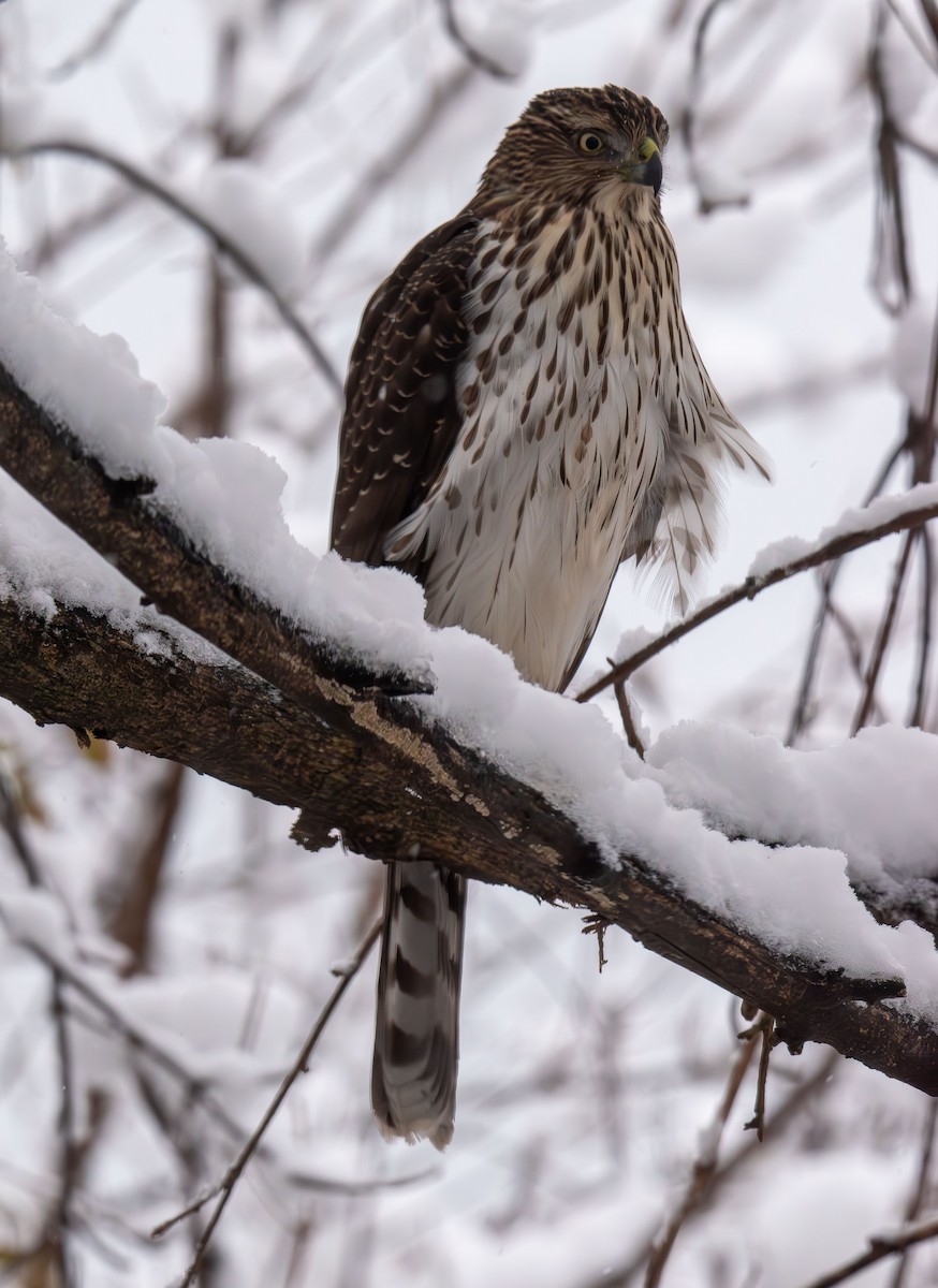 Cooper's Hawk - ML646943355