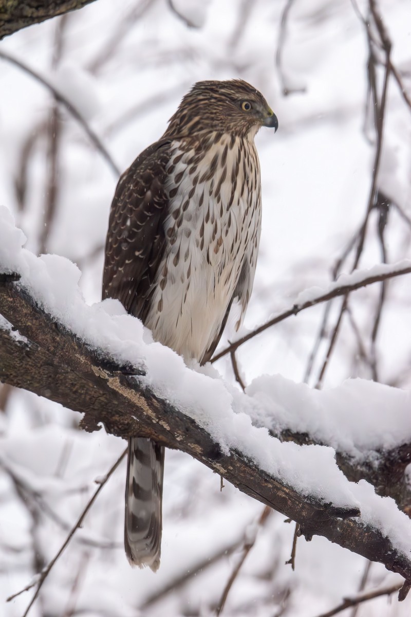 Cooper's Hawk - ML646943356