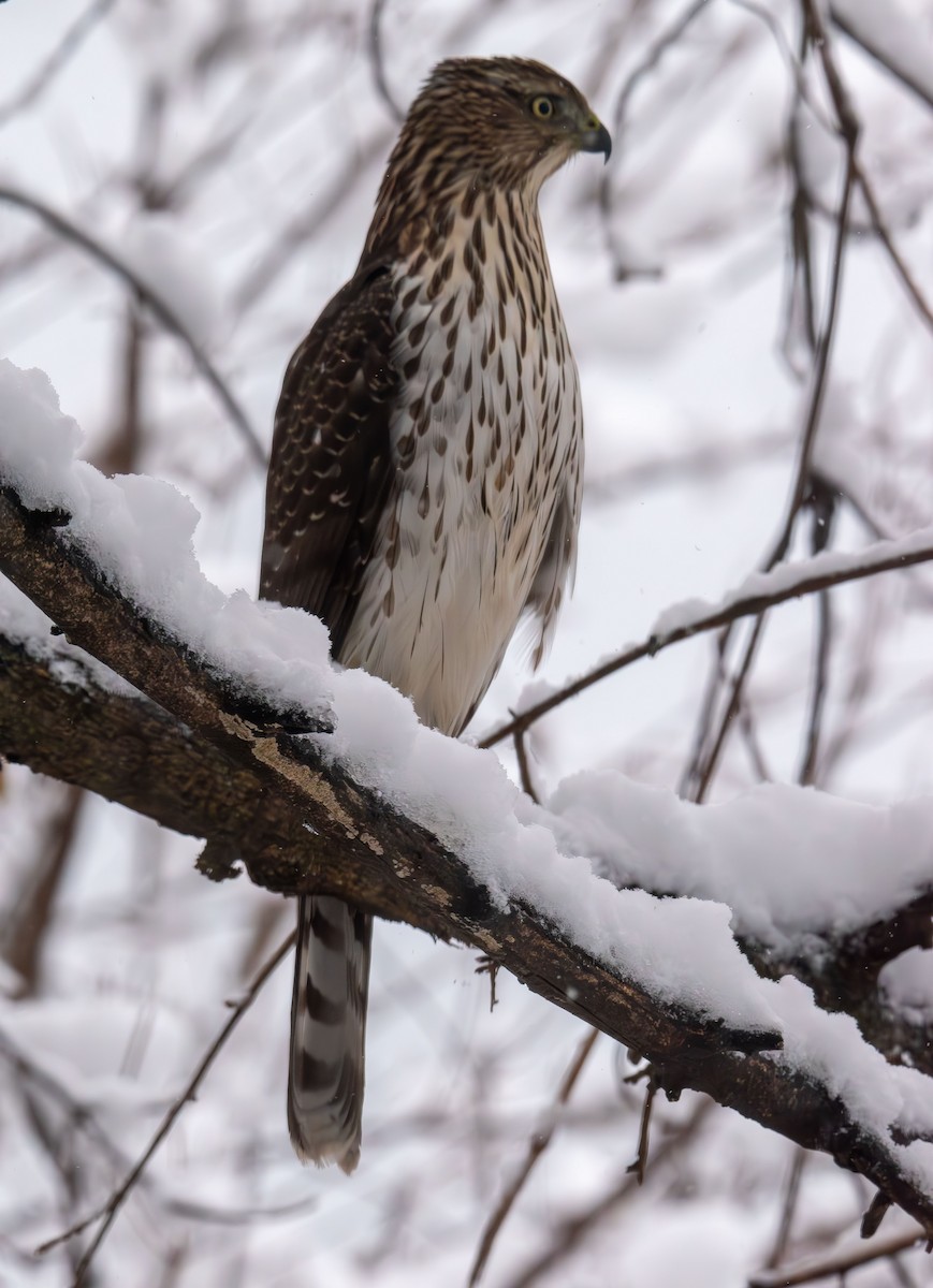 Cooper's Hawk - ML646943357