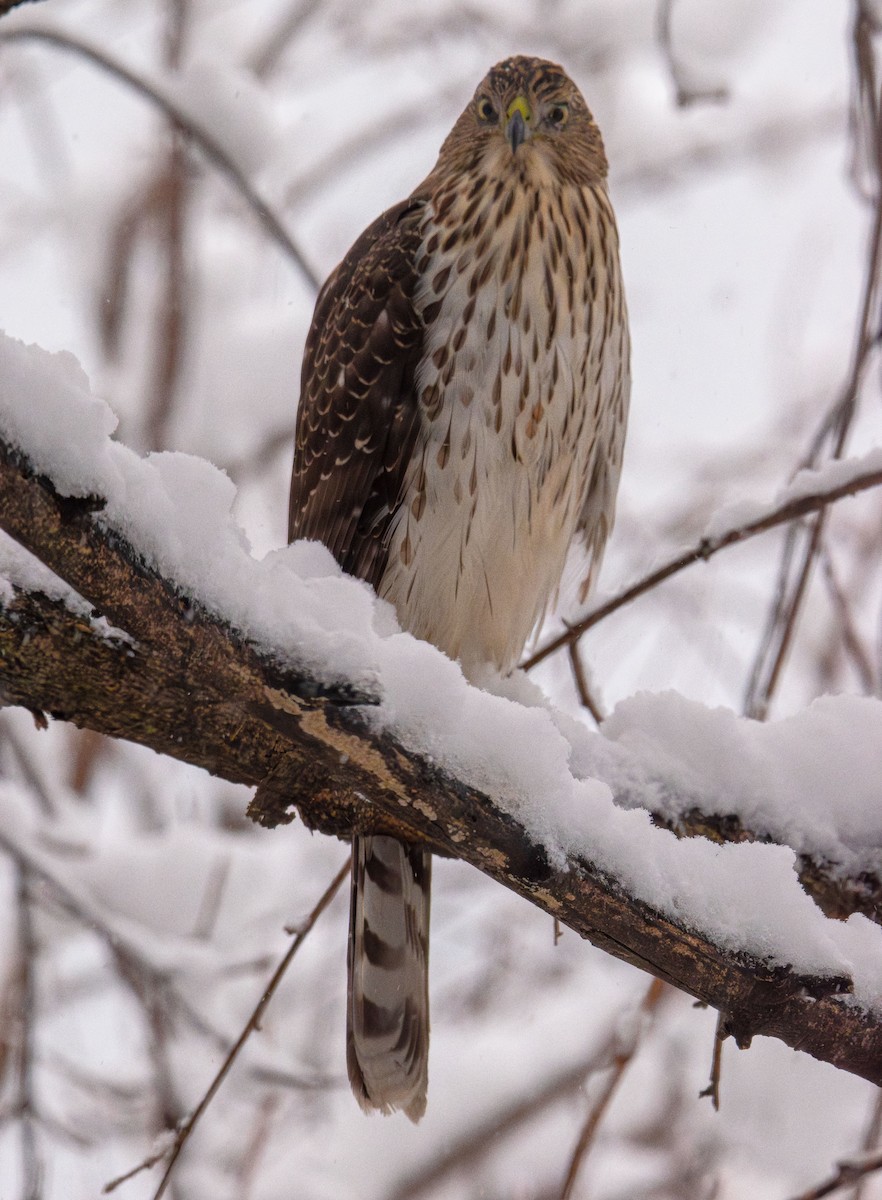 Cooper's Hawk - ML646943358