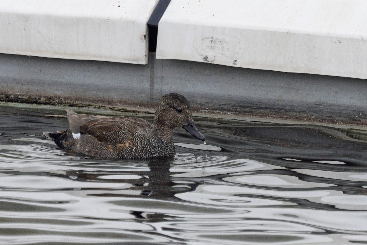 Gadwall - ML646943362
