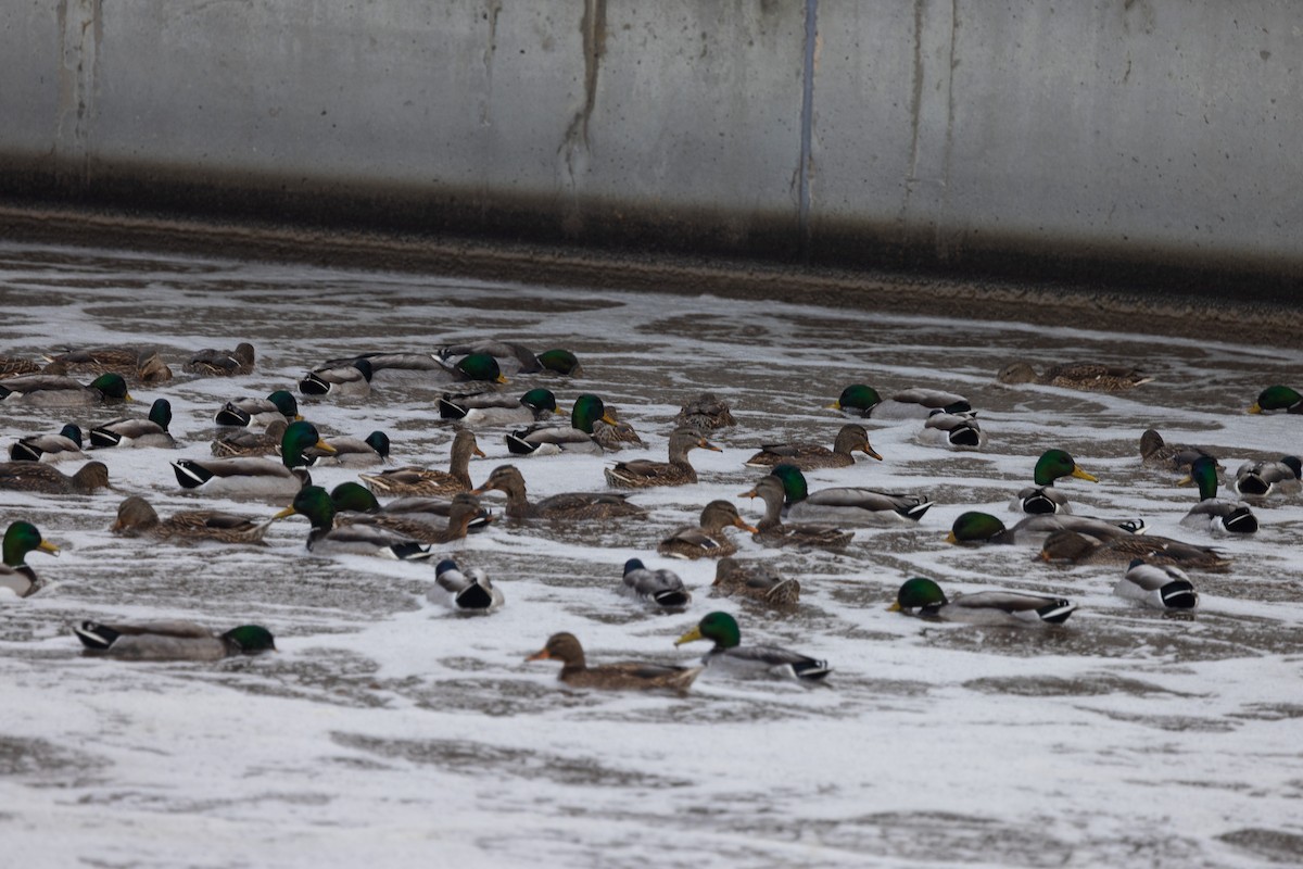 Mallard - ML646943372