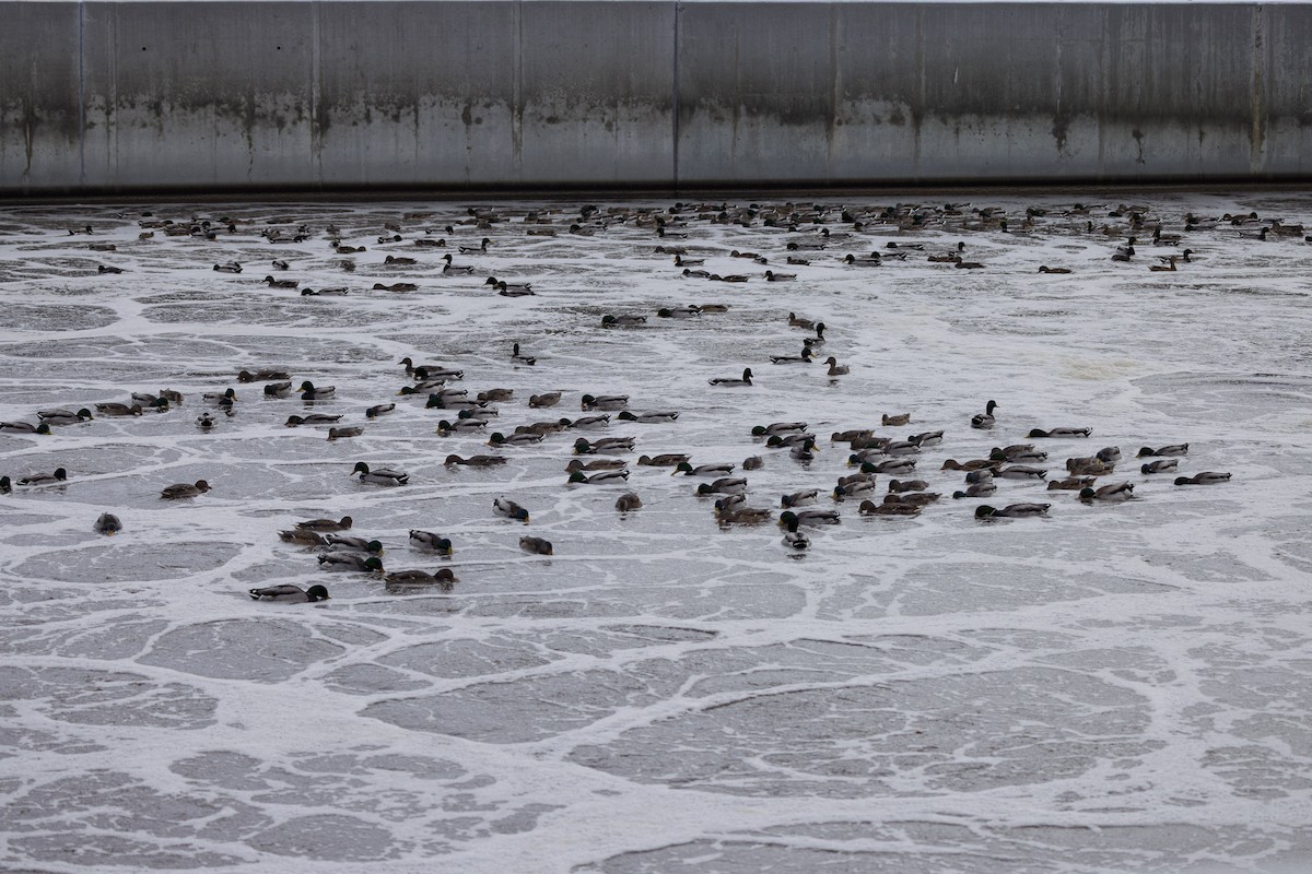 Mallard - ML646943373