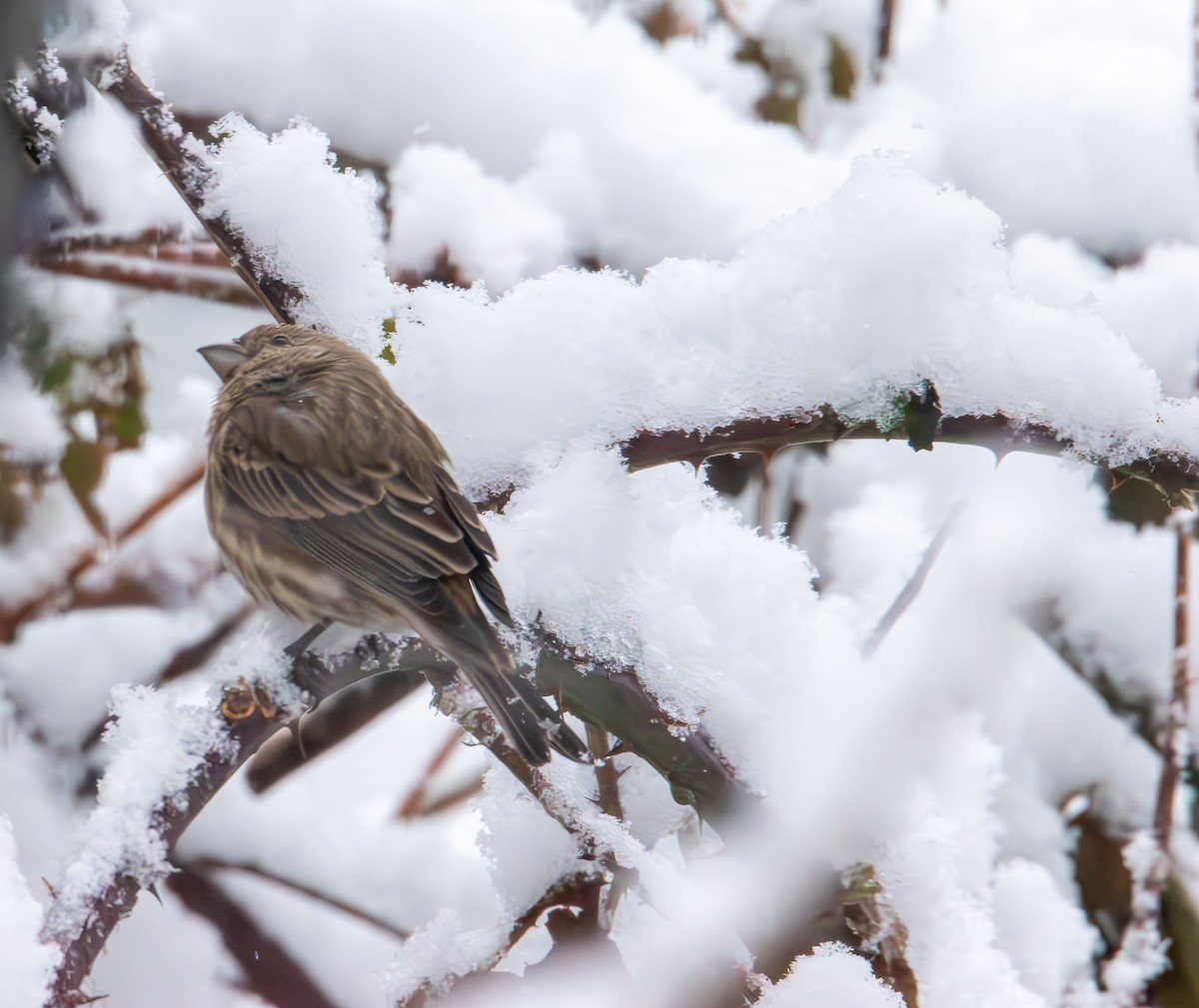 gråspurv - ML646943375