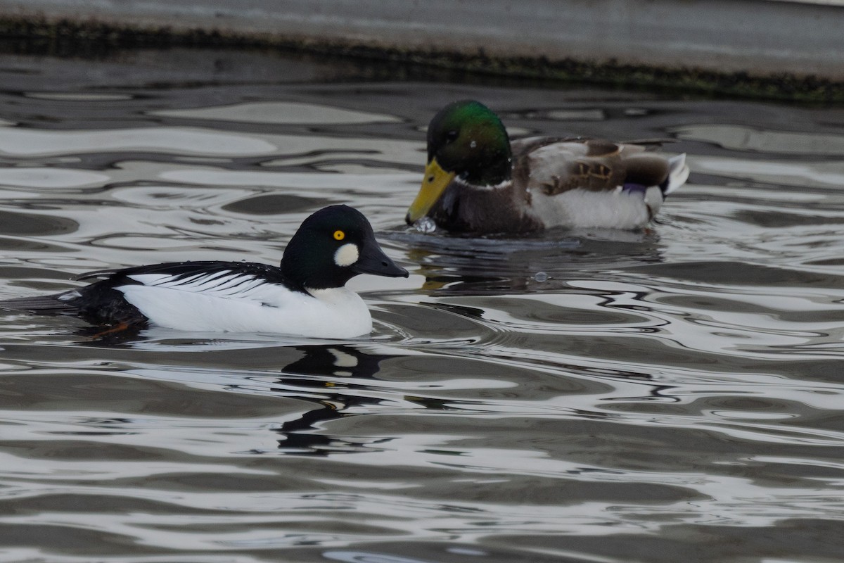 Common Goldeneye - ML646943378
