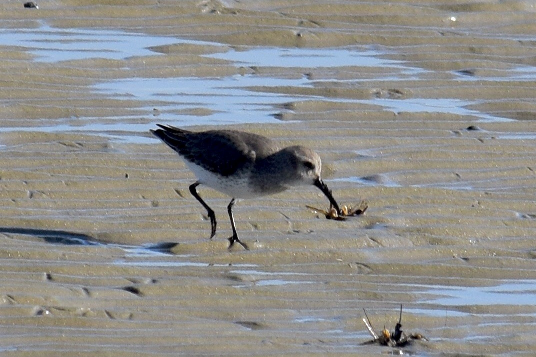 Dunlin - ML646943379