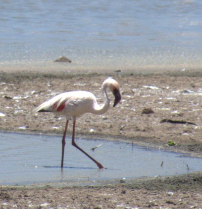 פלמינגו זוטר - ML646943384