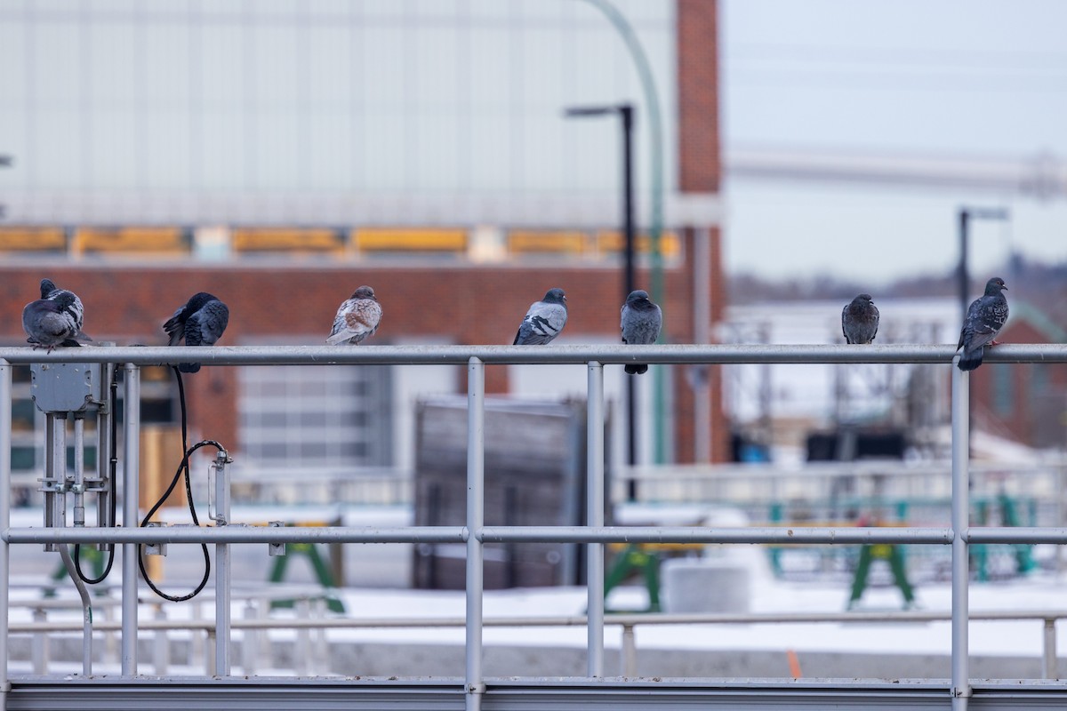 Rock Pigeon (Feral Pigeon) - ML646943386