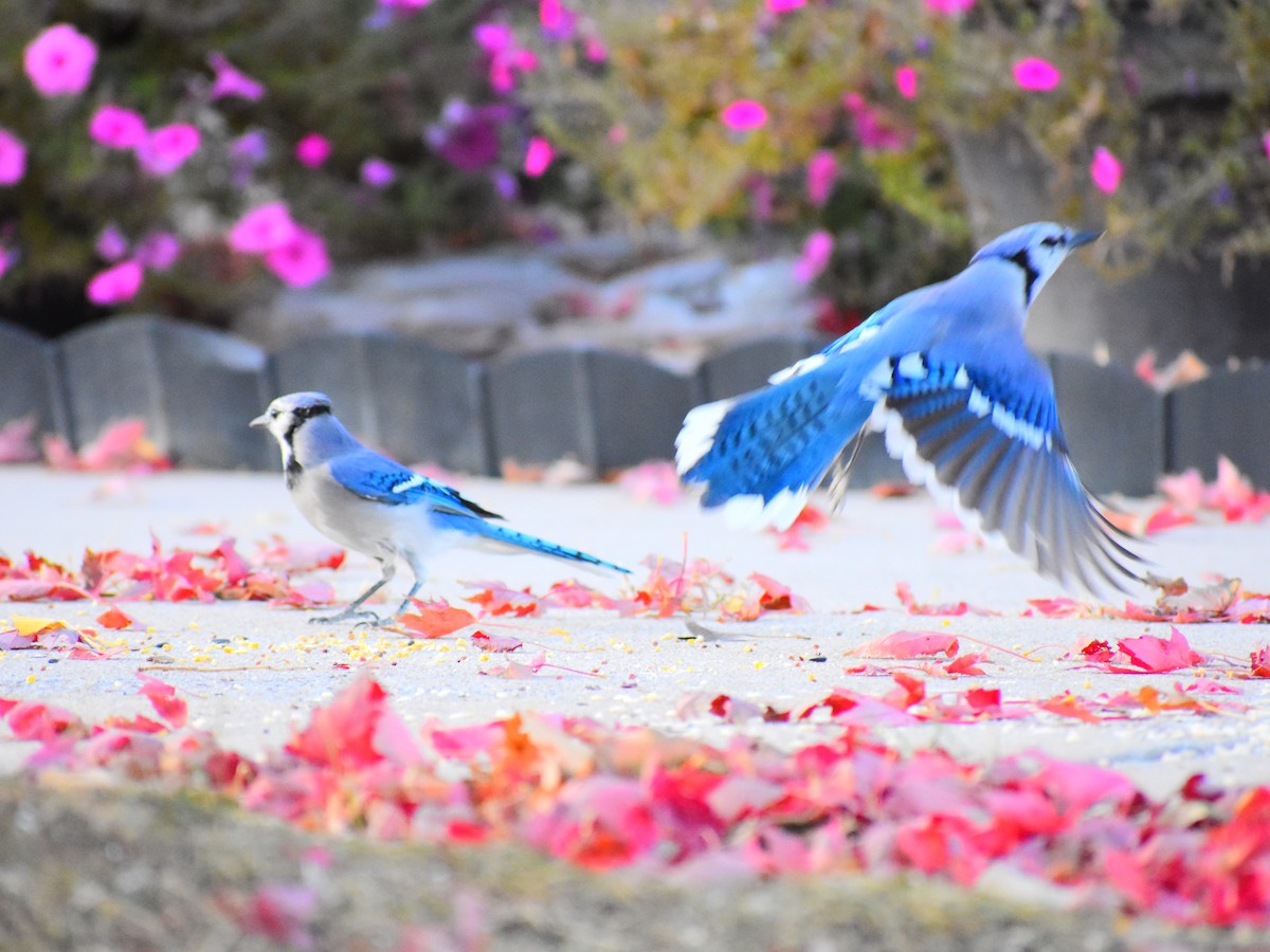 Blue Jay - ML646943388