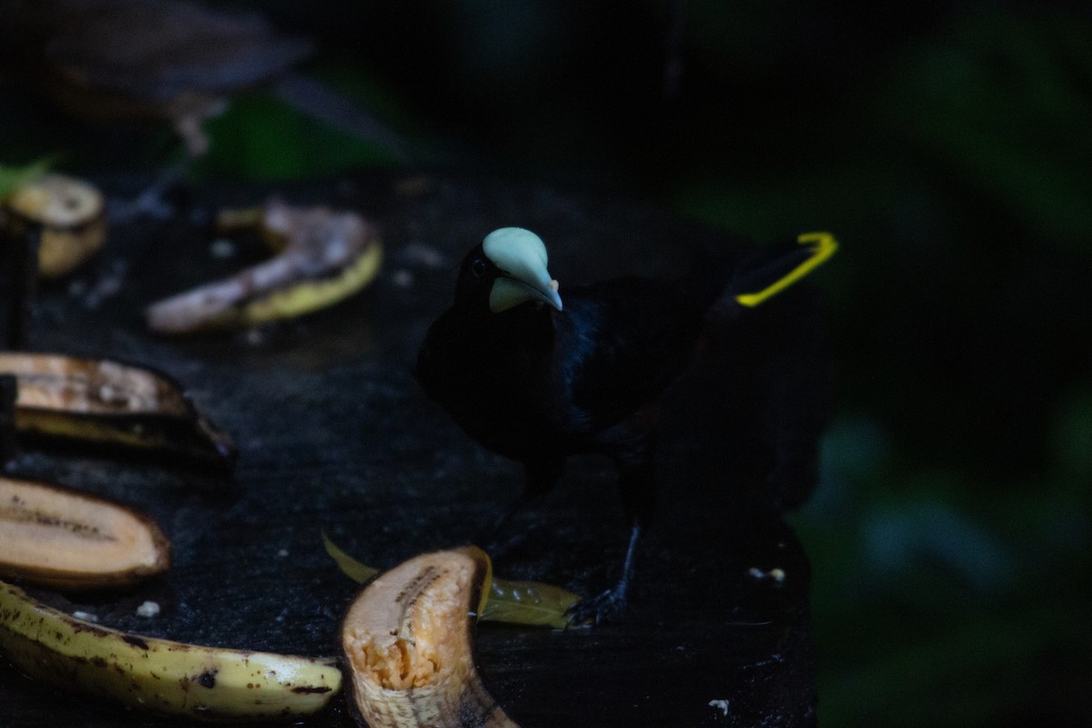 Chestnut-headed Oropendola - ML646943390