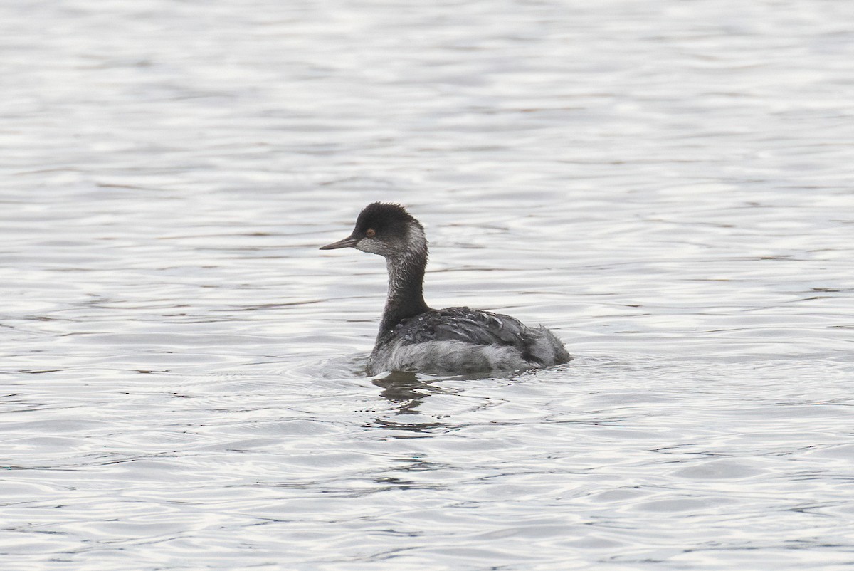 Grèbe à cou noir - ML646943391