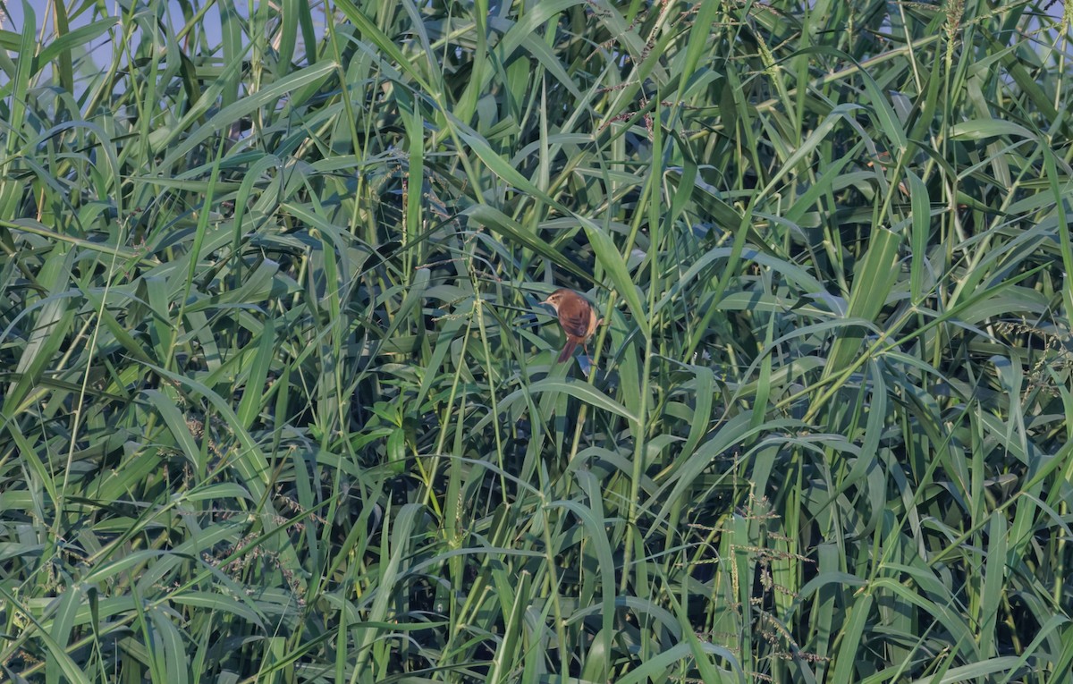 åkersanger - ML646943394