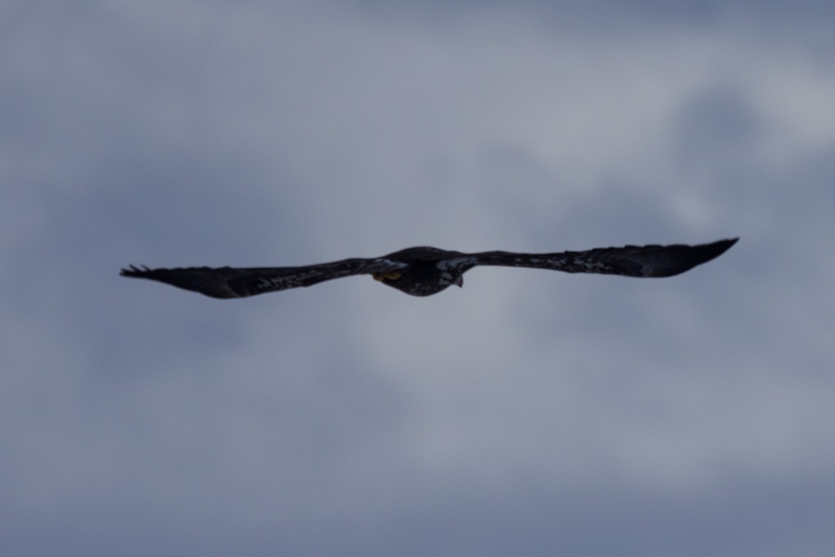 Bald Eagle - ML646943396