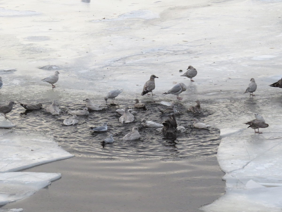 Gaviota Groenlandesa (de Kumlien) - ML646943397