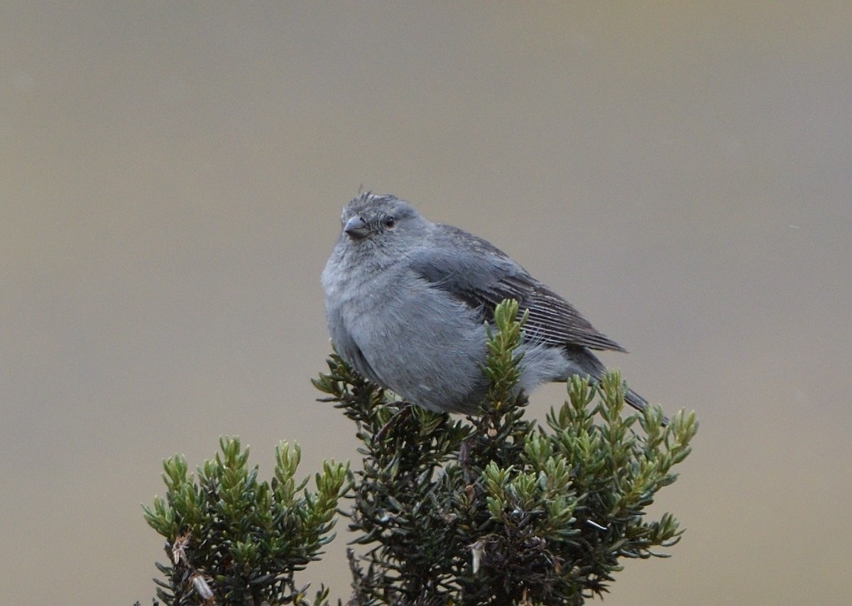 Plumbeous Sierra Finch - ML646943402