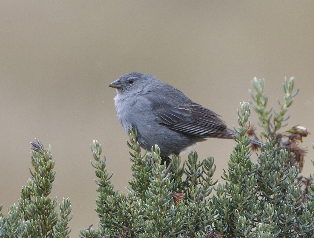 Plumbeous Sierra Finch - ML646943403