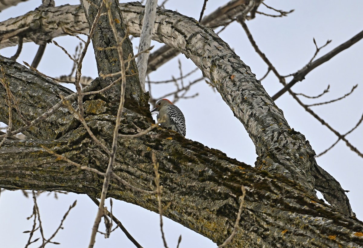 Pic à ventre roux - ML646943409