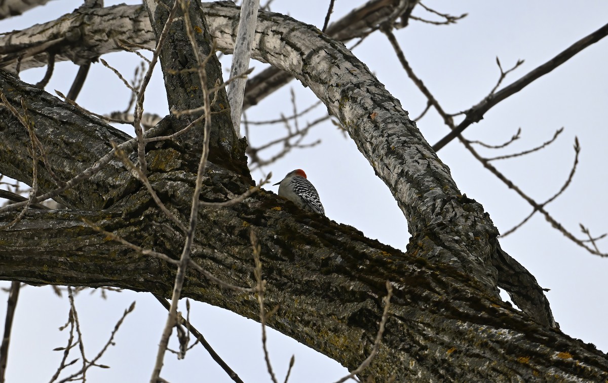 Pic à ventre roux - ML646943410