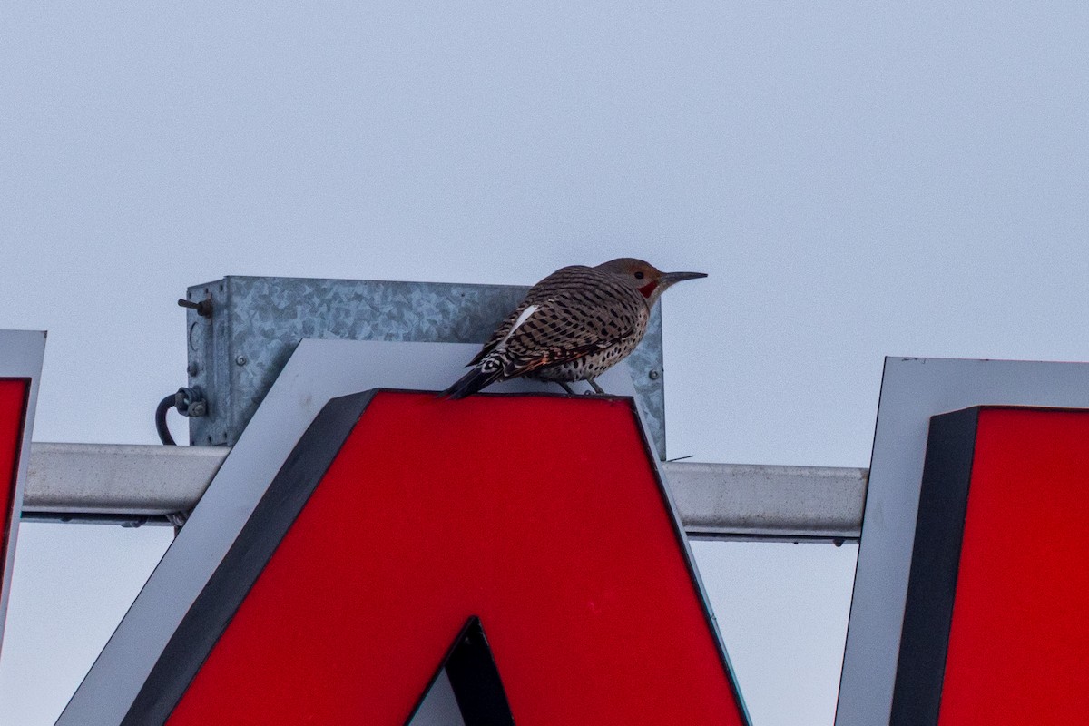 Northern Flicker - ML646943411