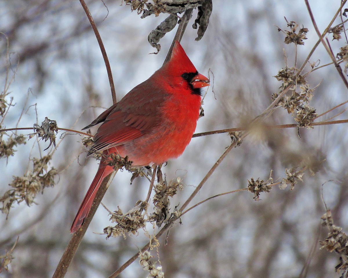 Northern Cardinal - ML646943412