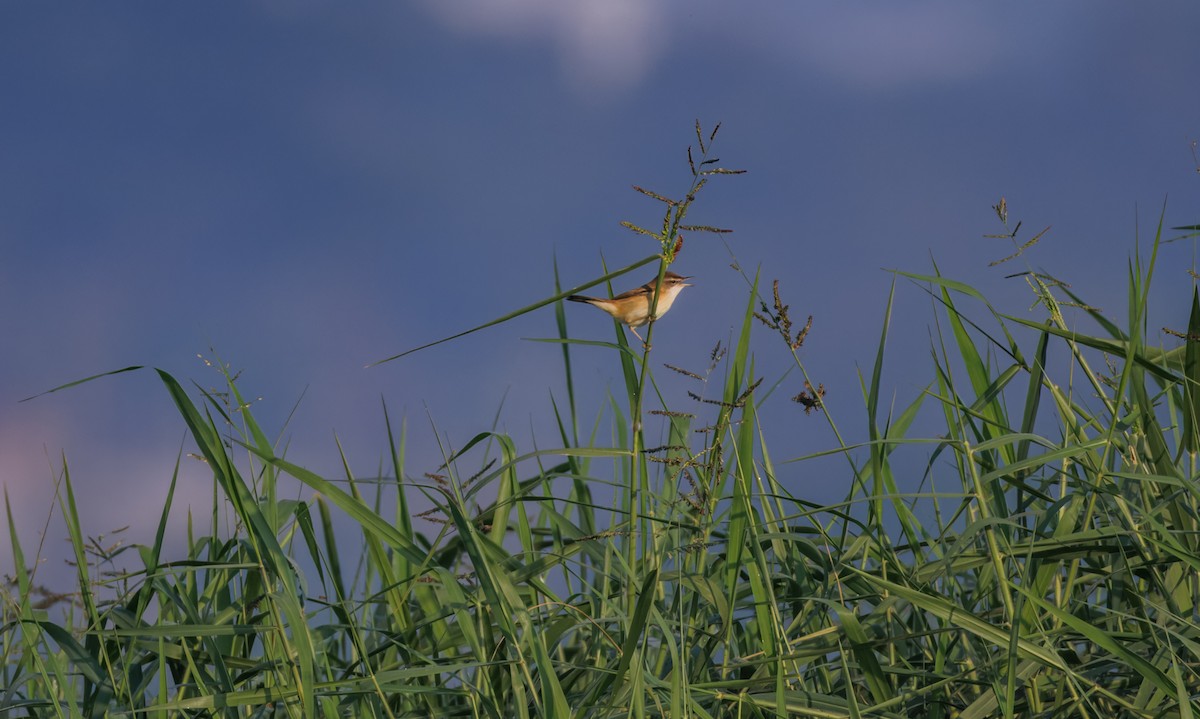 åkersanger - ML646943413