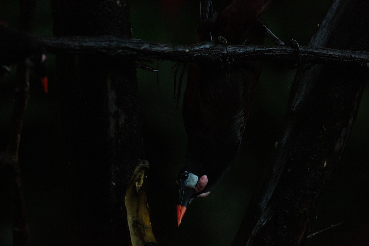 Montezuma Oropendola - ML646943414