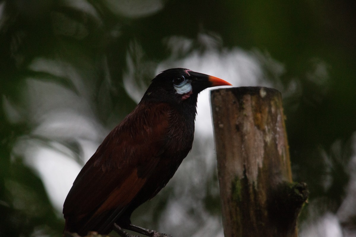 Montezuma Oropendola - ML646943415