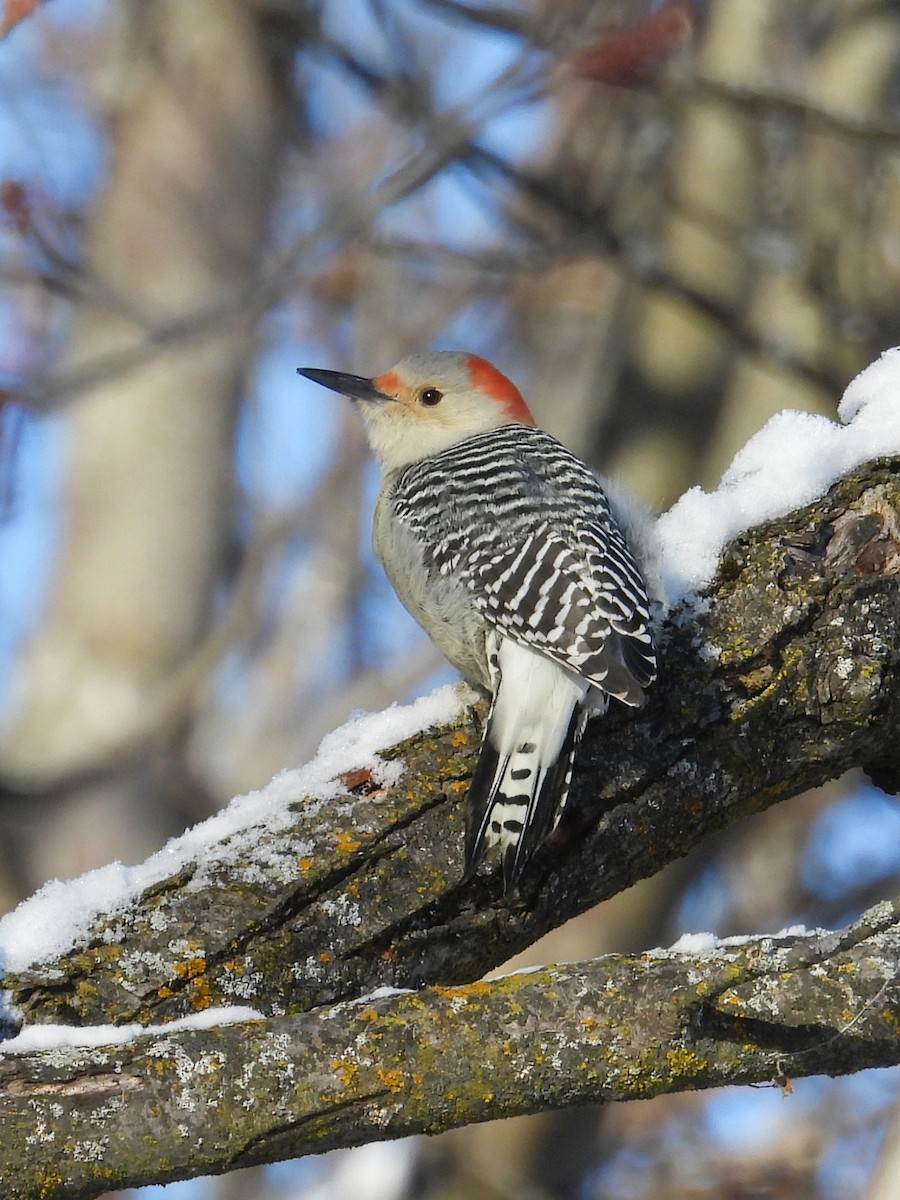Red-bellied Woodpecker - ML646943417