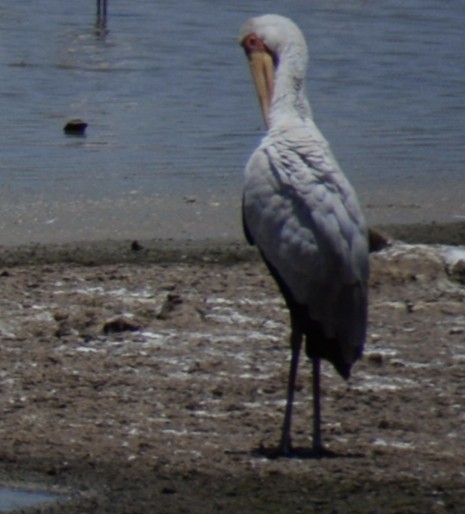 חסידן ורוד - ML646943419