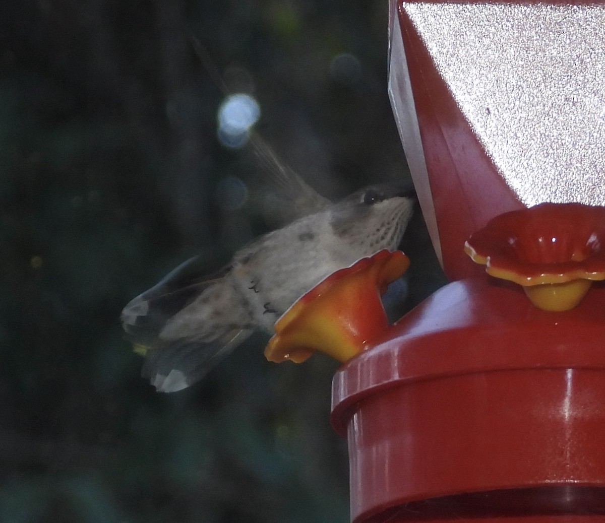 Ruby-throated Hummingbird - ML646943420