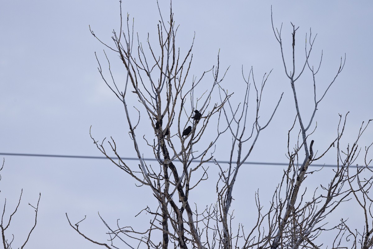European Starling - ML646943421