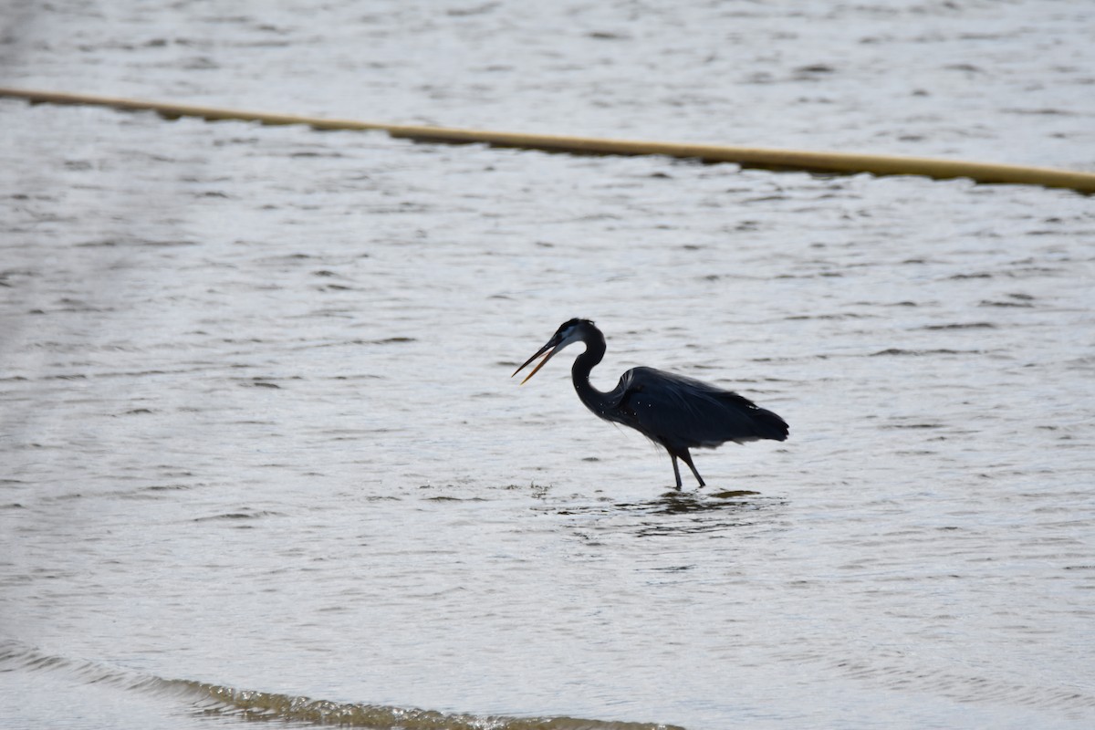 オオアオサギ - ML646943425