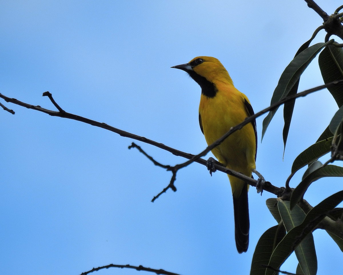 Turpial Amarillo - ML646943434