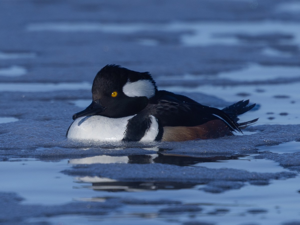 Kappensäger - ML646943435