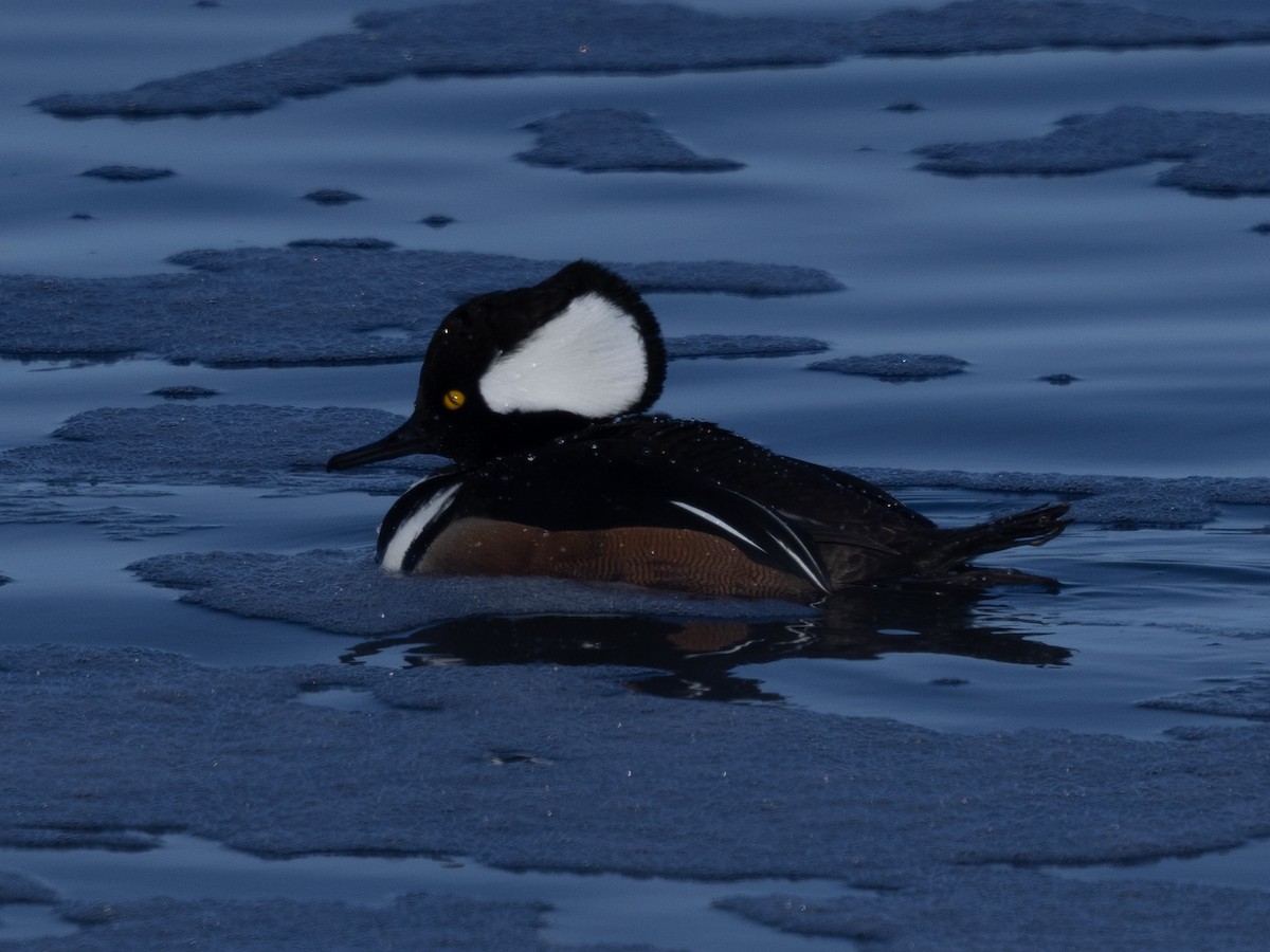 Kappensäger - ML646943436