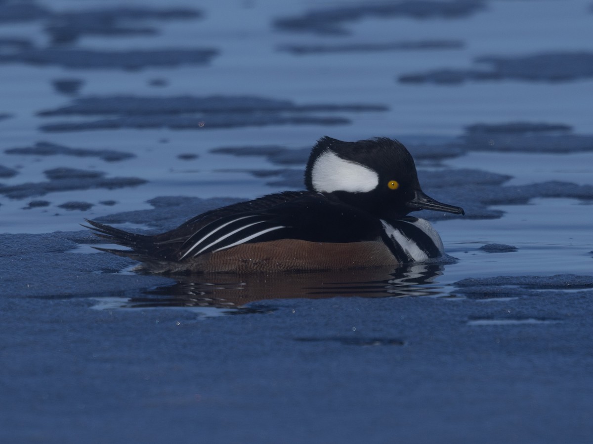 Kappensäger - ML646943437