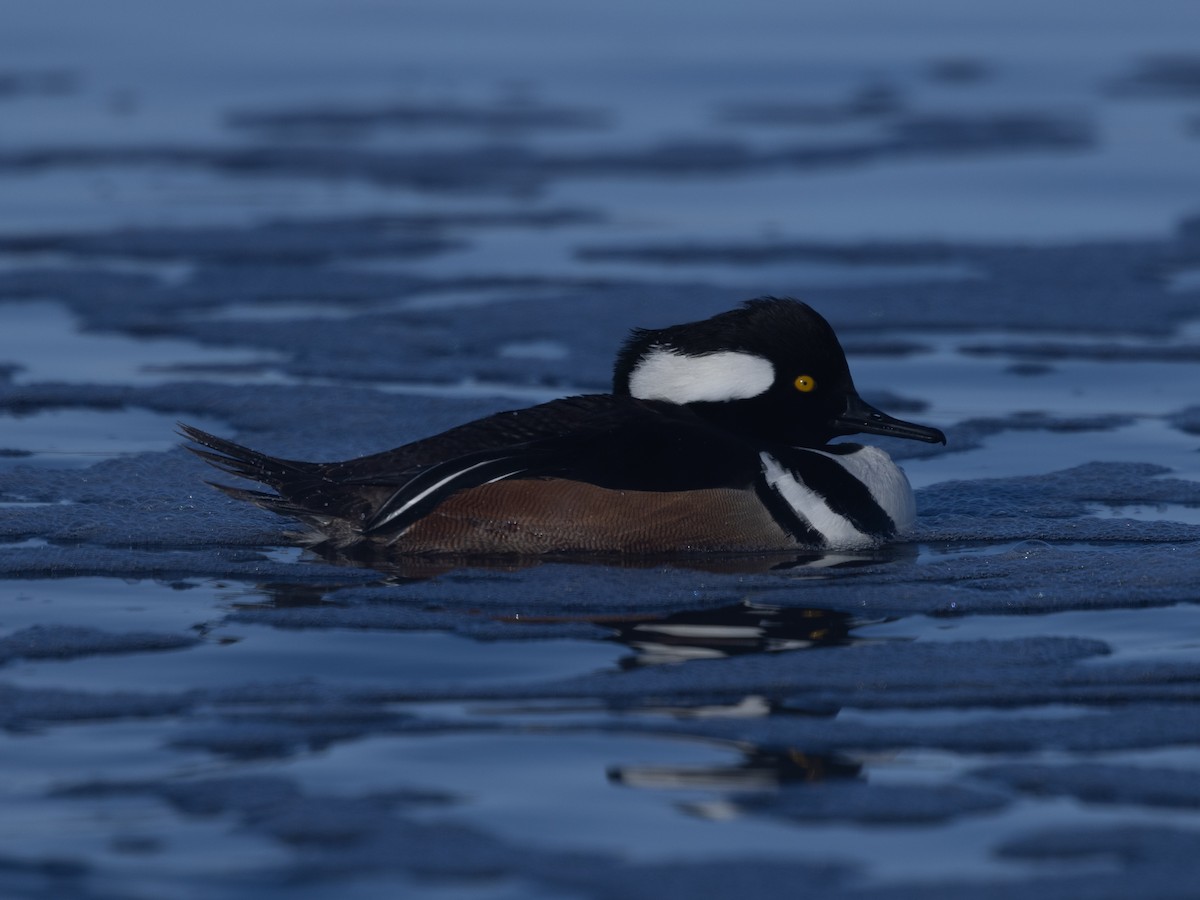 Kappensäger - ML646943439