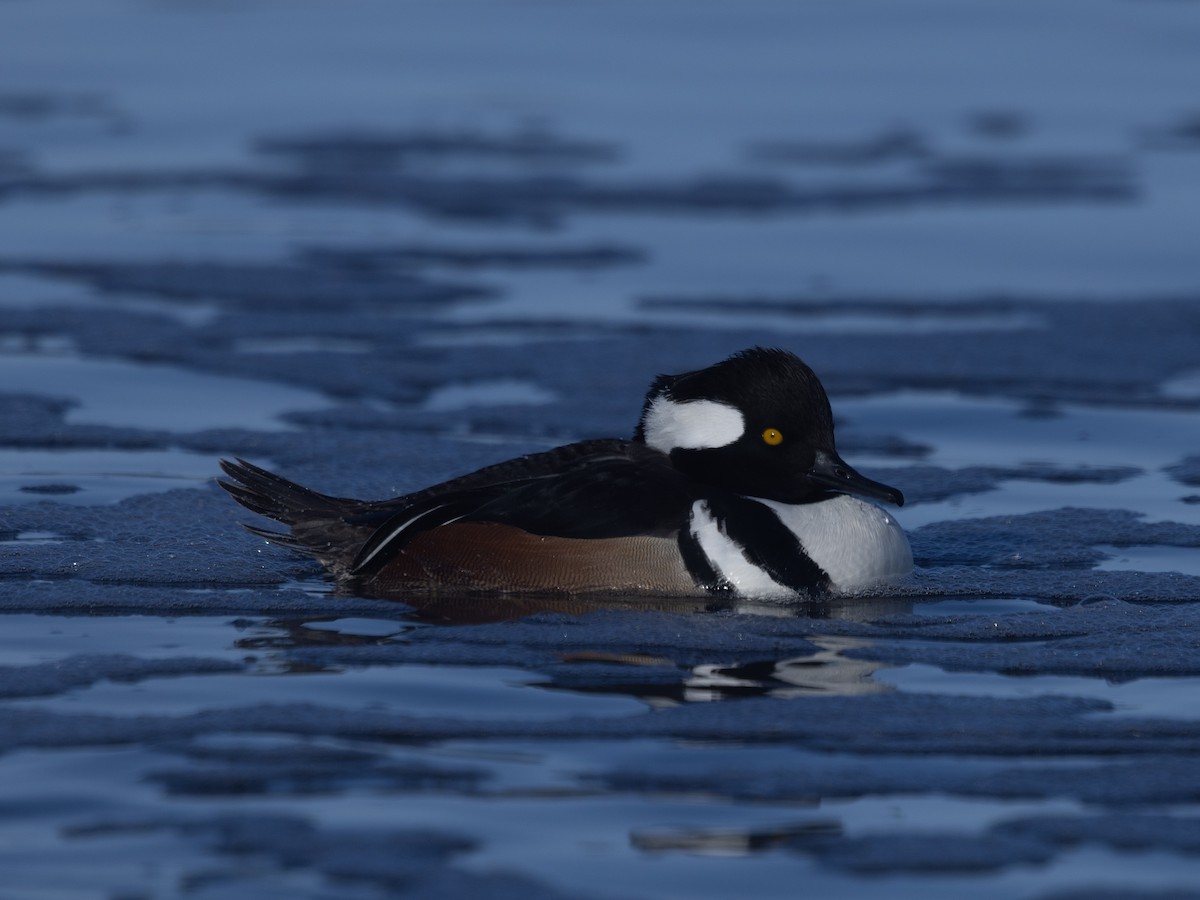 Kappensäger - ML646943440