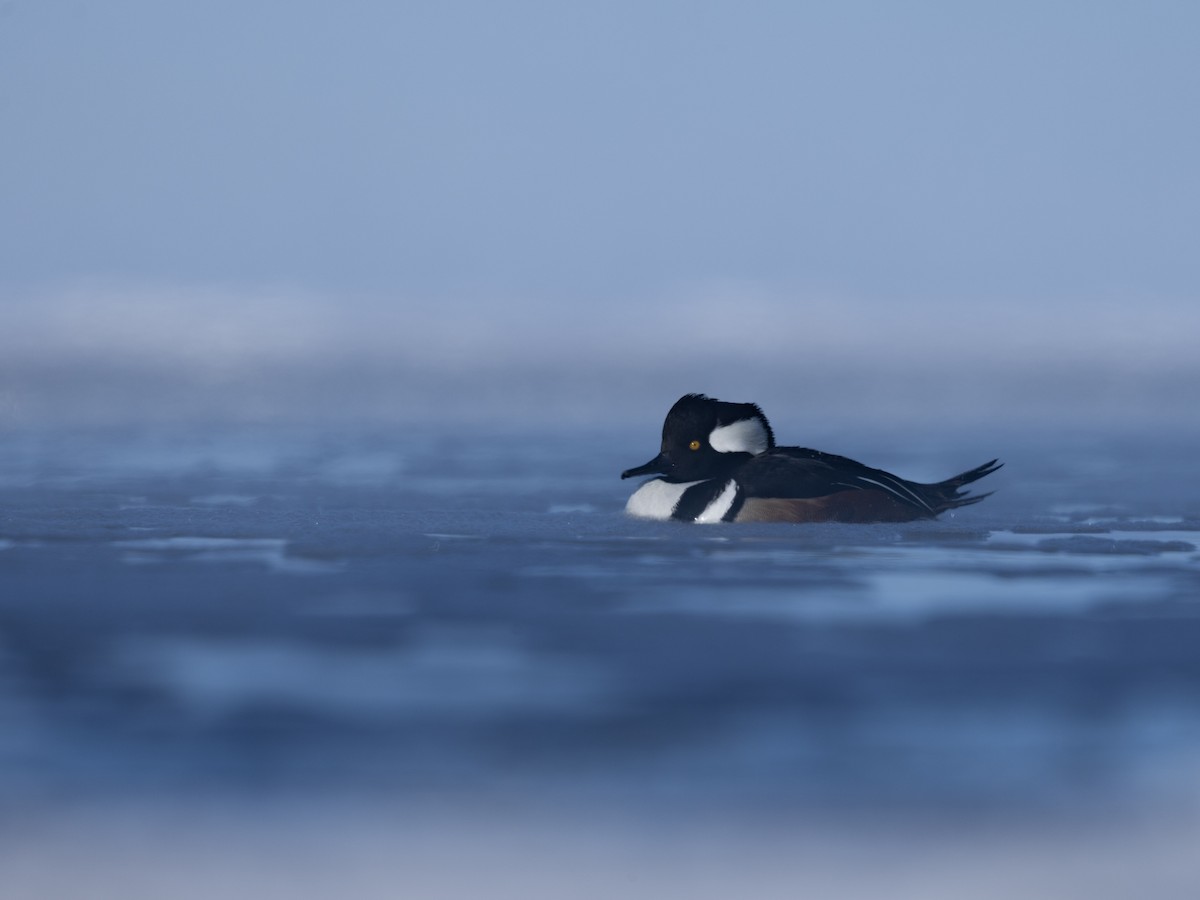 Kappensäger - ML646943443