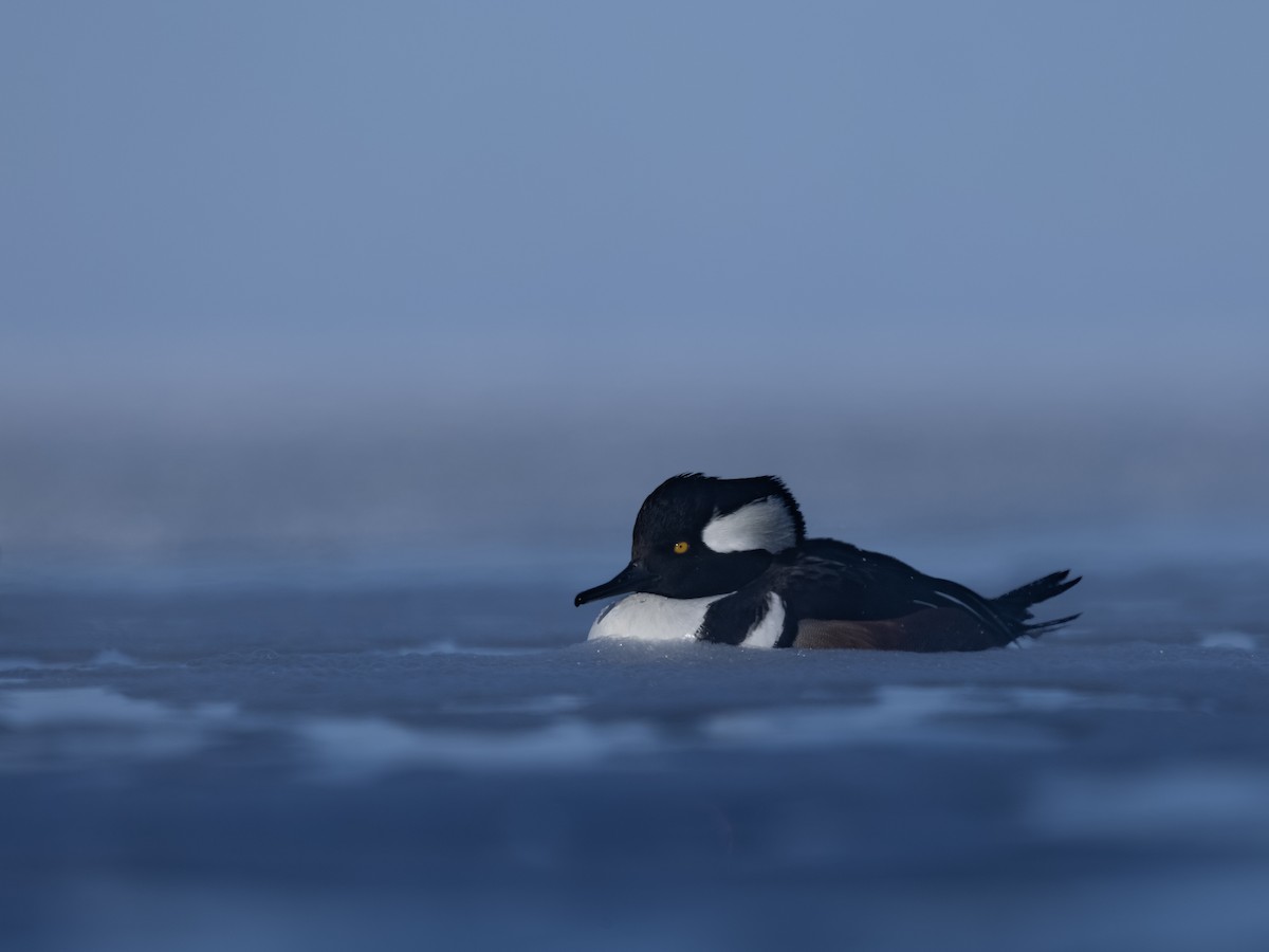 Kappensäger - ML646943444