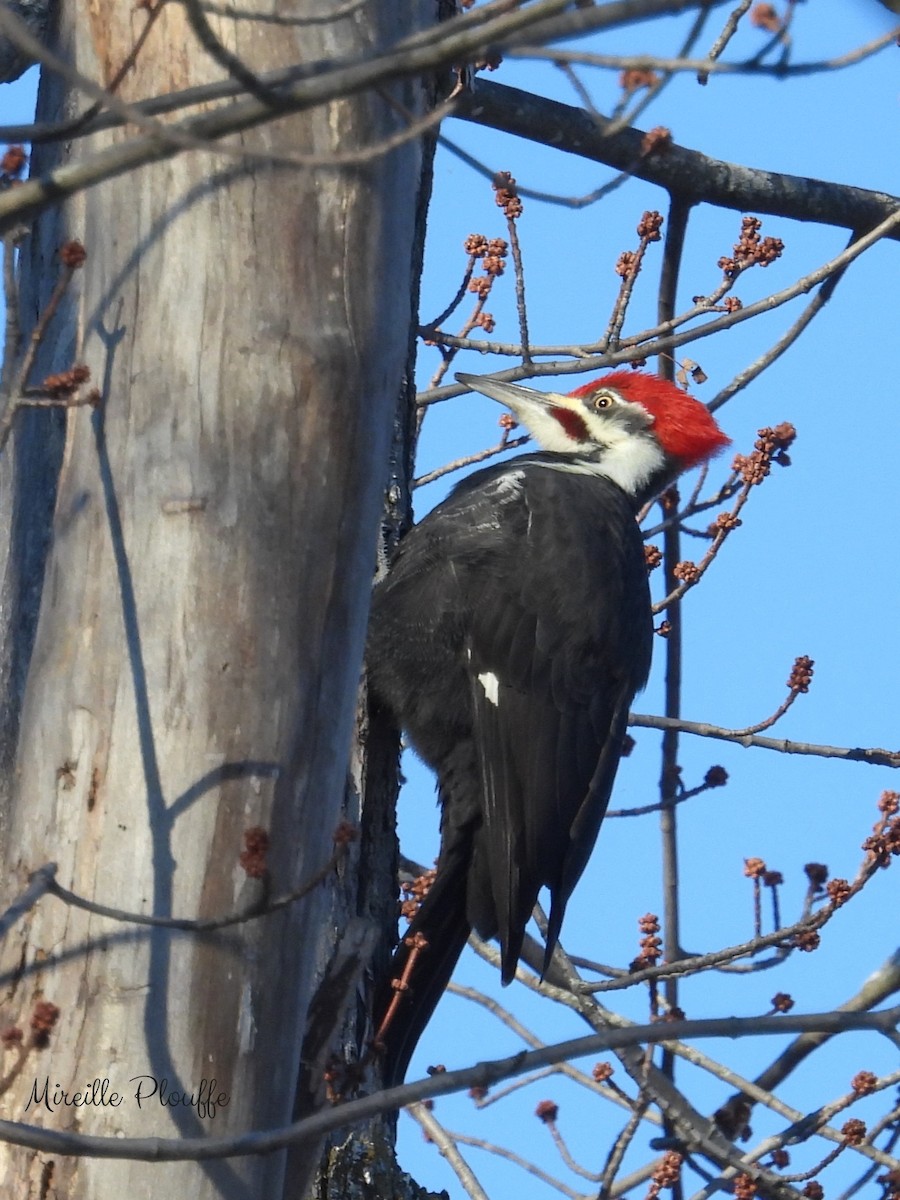 Pileated Woodpecker - ML646943445