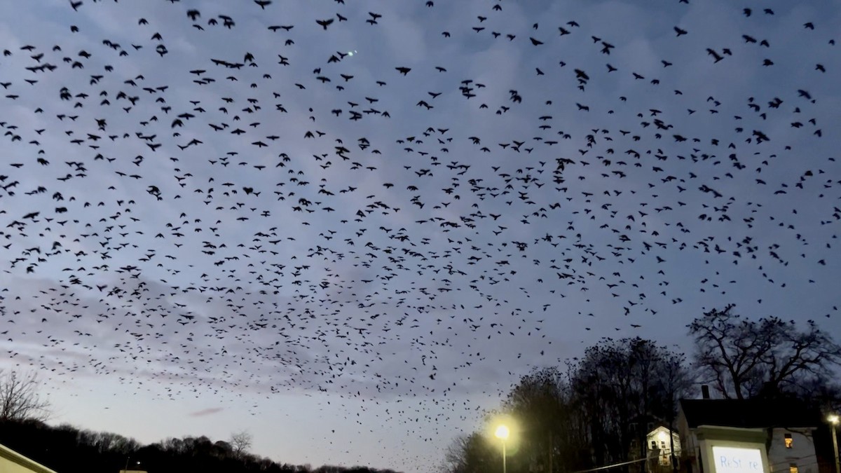 Cuervo Americano - ML646943447