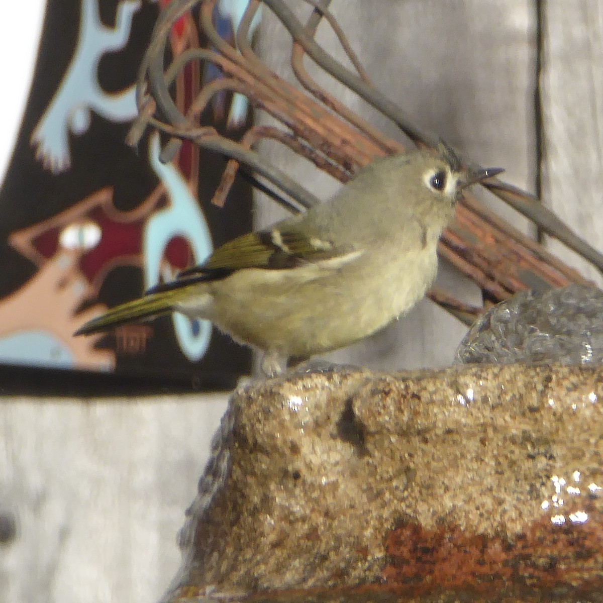 ルビーキクイタダキ - ML646943451