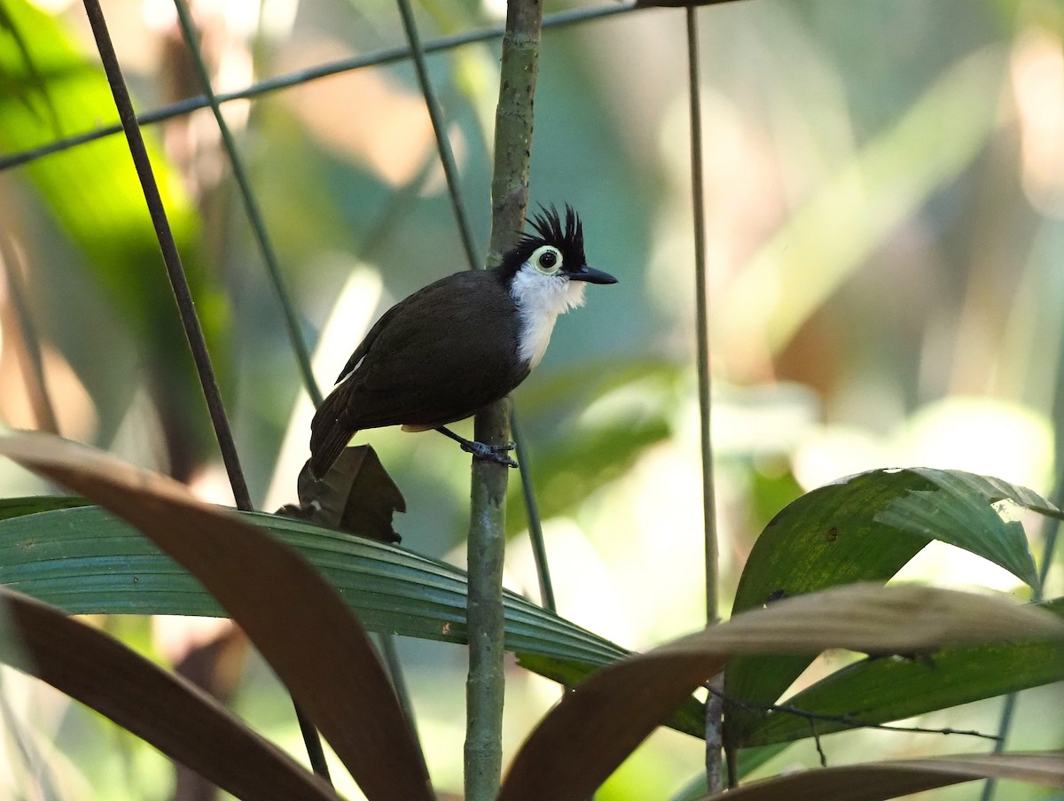 ムナジロカンムリアリドリ - ML646943452